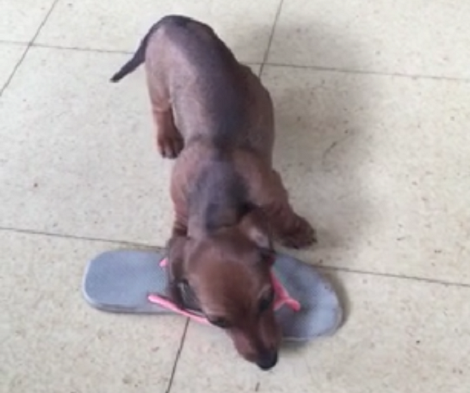 They Stepped In Their Living Room And Saw Their Dachshund Pup Doing THIS!