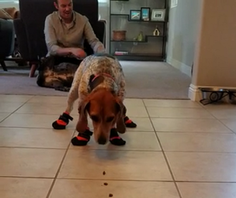 Adorable Pup Is About to Go Walking So She Tries Out Her New Booties!