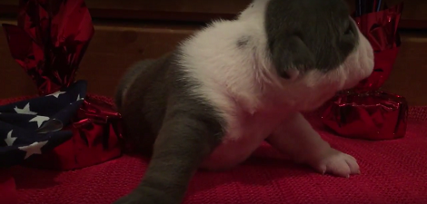 Adorable English Bulldog Starts To Howl And Its Just Music To My Ears!