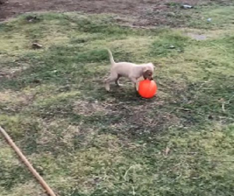 This Adorable Pup Is Completely And Totally In Love with His Brand New Ball!