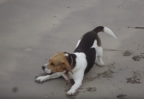 This Pup Has Only One Mission In Mind - To Chase The Wind!