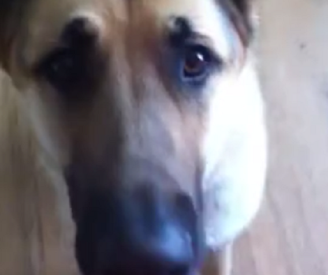 Watch How This Pup Kisses Mom's Belly When Mom Asks Him To Kiss The Baby! Aww!