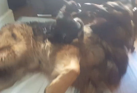 Watch How This Adorable And Patient Pup Tolerates His Clingy Siblings!