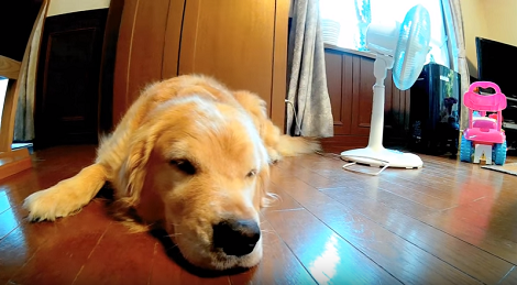 Watch How This Adorable Pup Teaches The World The Art Of Relaxation!