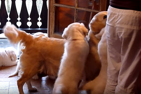 Watch How Excited These Pups Are When They Learn It's Mealtime!
