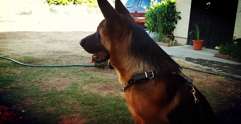 The Life Of This Fur Ball Is Going To Make You Happy! This Is just Beautiful!