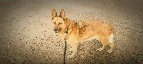 Rescue Dogs Are Not 'Broken' And This Video Proves It!