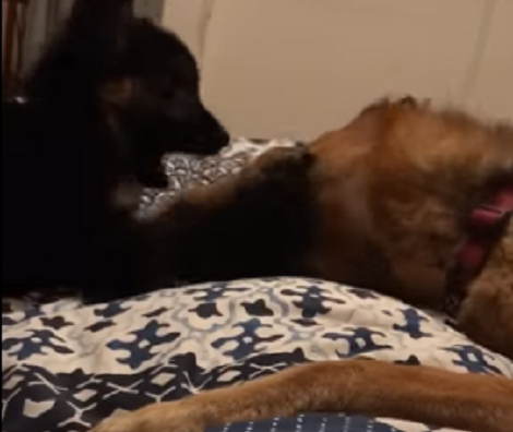 What Do Two Pups Do When They're Home? This Is Just Priceless!