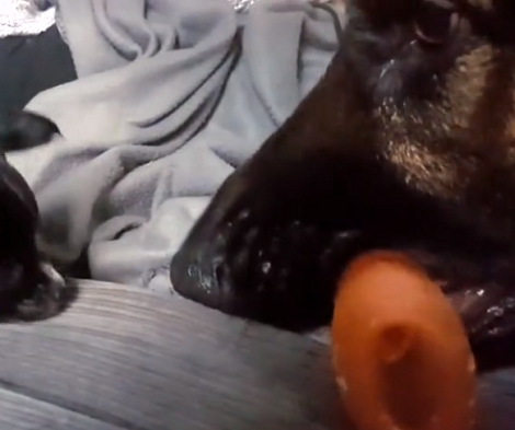 Playful Pup Teases His Little Sister With A Toy And It's Hilarious To Watch!