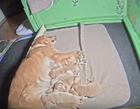 Watch How This Proud Mama Nurses Her Little Puppies To Health!