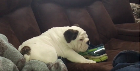 This English Bulldog Bought New Toys. But There's Only One Thing He Loves! Aww!