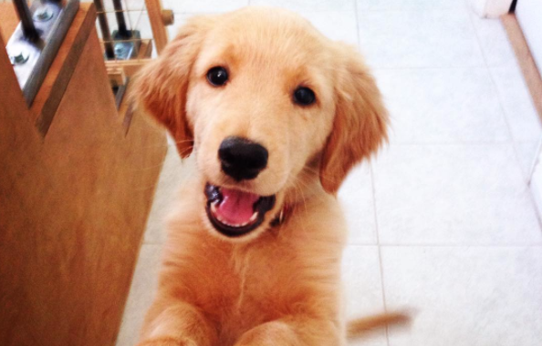 10 Golden Retriever Puppies Of 2015 Who Will Make You Smile!