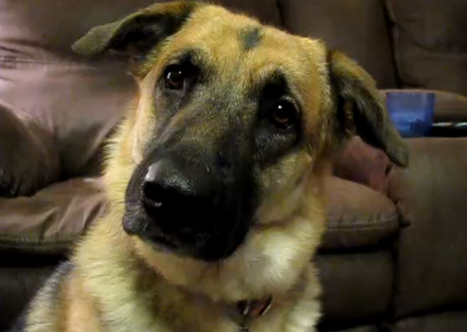 Adorable German Shepherd Doesn't Know What To Expect, But Wait Till You Watch THIS!