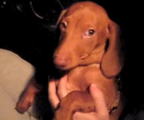 What This Cute Dachshund Is Doing In The Car...So Adorable!