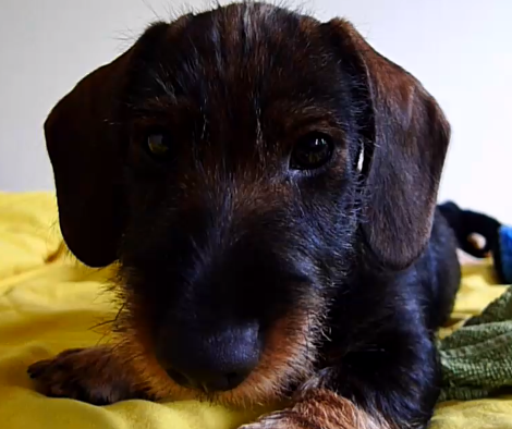 Adorable Dachshund Pup Sees The Camera And Starts Doing THIS!