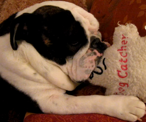 Adorable English Bulldog Pup Caught Doing THIS On The Couch!