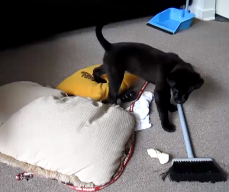 You Won't Believe What This Adorable Labrador Is Playing With!