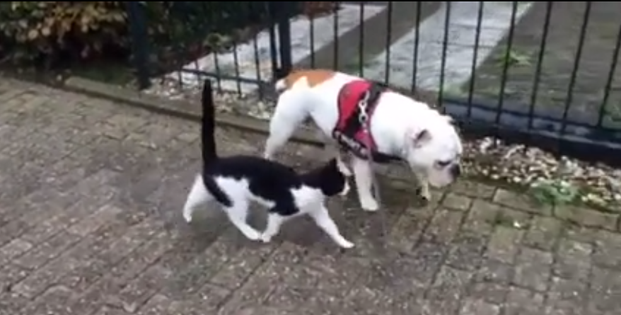 Adorable English Bulldog Finds An Unlikely Walking Partner!