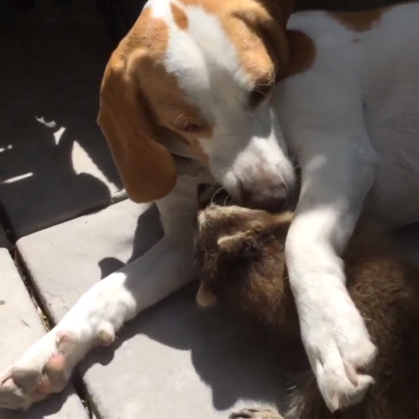 Lily The Beagle Befriends An Adorable Raccoon And It's Beautiful!
