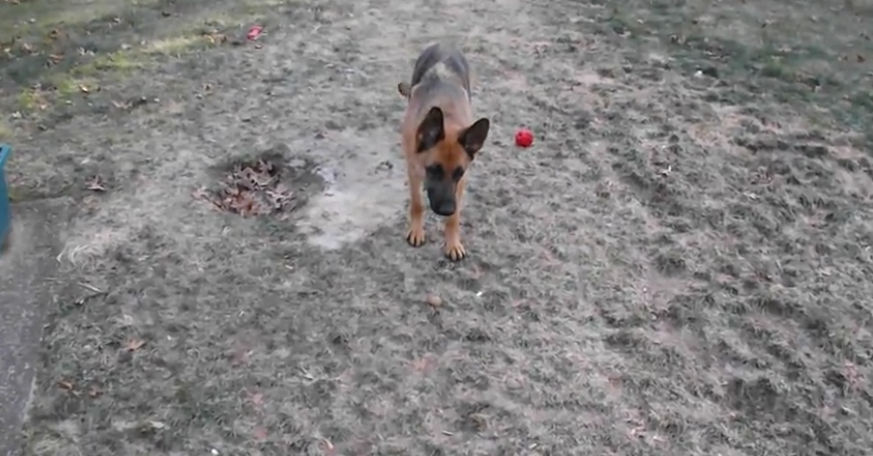 This Cute German Shepherd Thinks That Rocks Are Better Than Shiny Red Balls!
