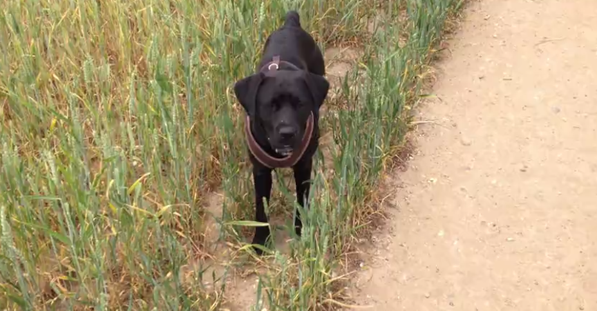 This Adorable Labrador Mix Catches His Treats No Matter What! #PerfectCalculation!