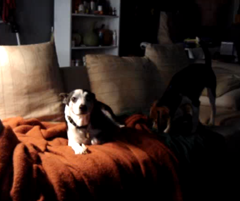 How This Beagle Retrieves His Bone From His Sibling? Hilarious!