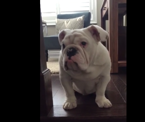 Adorable English Bulldog Conquers His Greatest Fear!