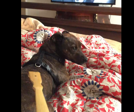 Adorable Dachshund Mix Gets The Treatment Of Her Life!