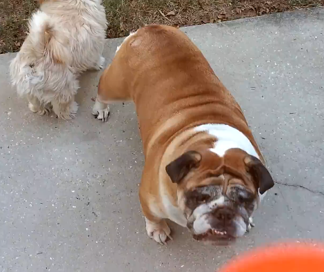 Can You Guess What This English Bulldog Is Playing With?