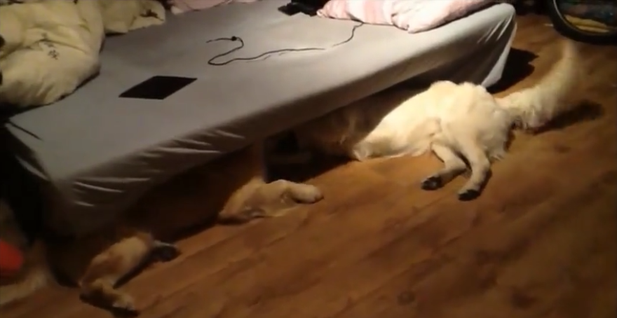 Two Golden Retrievers, A Father And His Son, Playing Together Made My Day!