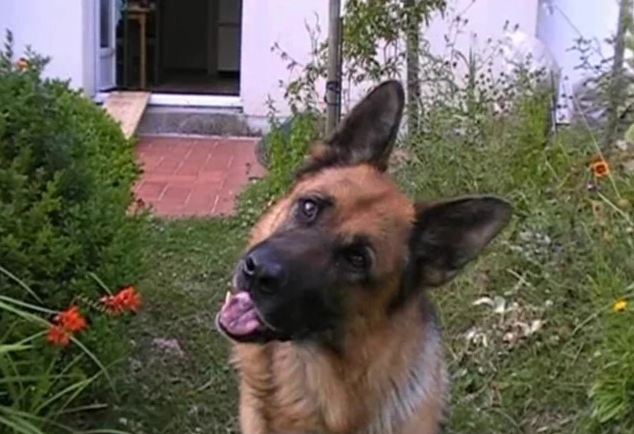 This Adorable German Shepherd Will Head Tilt His Way Into Your Heart For Sure!