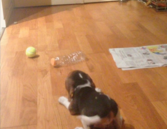 MJ The Beagle Fighting The Plastic Bottle With All His Might!
