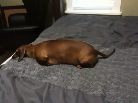 Cute Dachshund Doesn't Like To Stay Wet After A Bath, Here's What She Does!