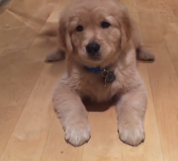 Adorable Golden Retriever Pup Conquered The Stairs...The Reaction Is EPIC!