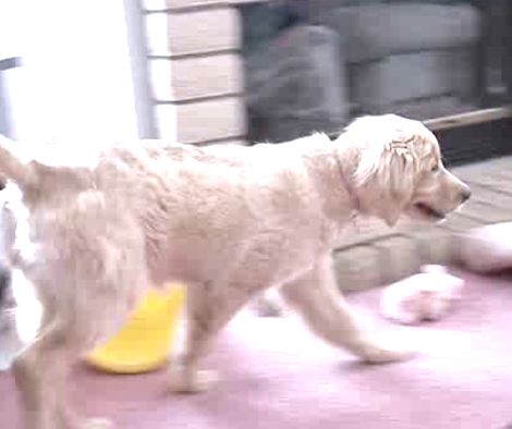 Can You Guess What This Golden Retriever Just Finished Doing?