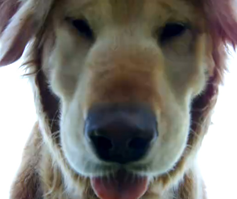 Can You Guess What This Golden Retriever Is About To Do?