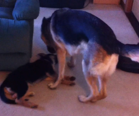 Keep Your Eye On The German Shepherd Puppy, She's Planning Something!