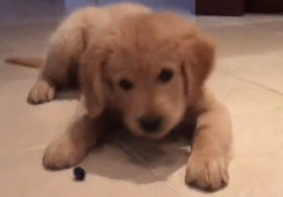 Fluffy Golden Retriever Vs. Annoying Blueberry...Who Wins?