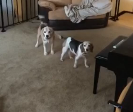 Beagle Pups Develop A New Game Called 'Tag You're It FREEZE!'