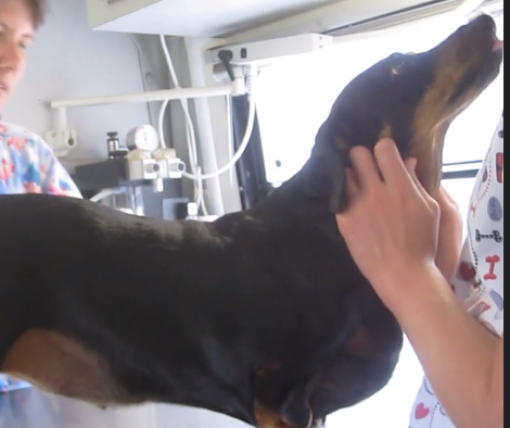 Cute Little Dachshund Went To A Vet, But You Won't Believe His Behavior!