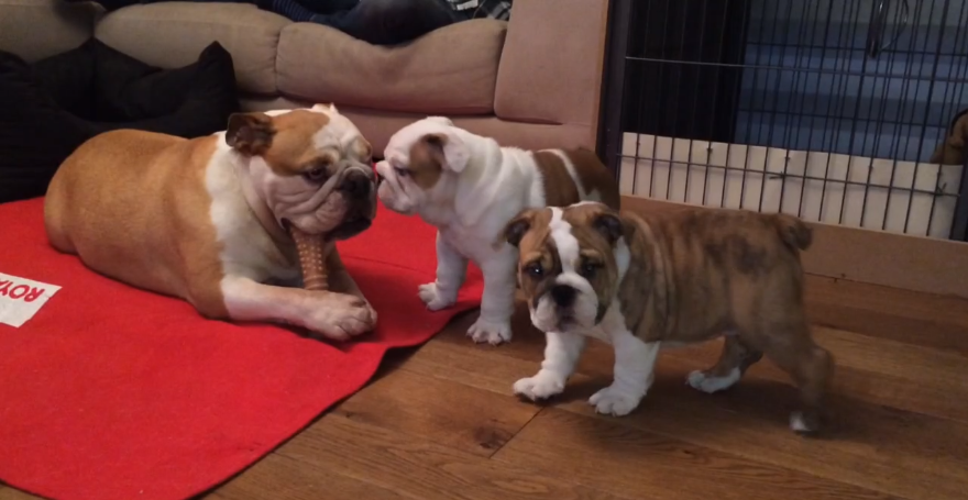 These English Bulldog Puppies Hatch A Plan To Chew Their Dad's Treat!