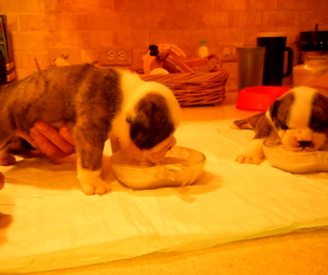 Watching Cuddly English Bulldog Puppies Eat Is So Heartwarming!