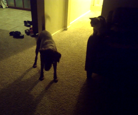 What This Labrador Pup Is Doing Right Now...So Hilarious!