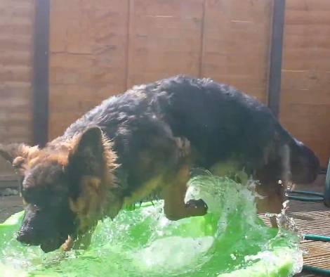 German Shepherd Discovers Kiddie Pool And Has The Time Of His LIFE!