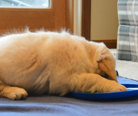 Adorable Golden Retriever Purifies Her Favorite Frisbee!