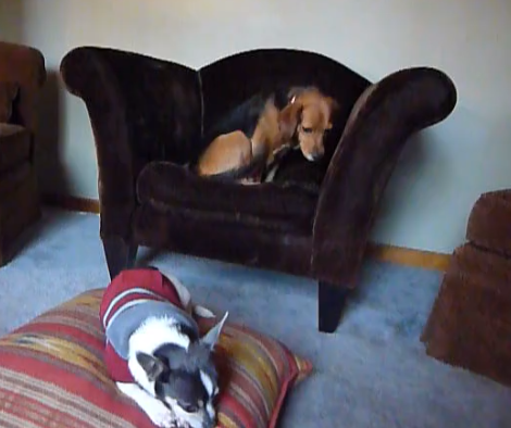 Adorable Beagle Pup Sees A New Chair, But First She Must Do THIS!