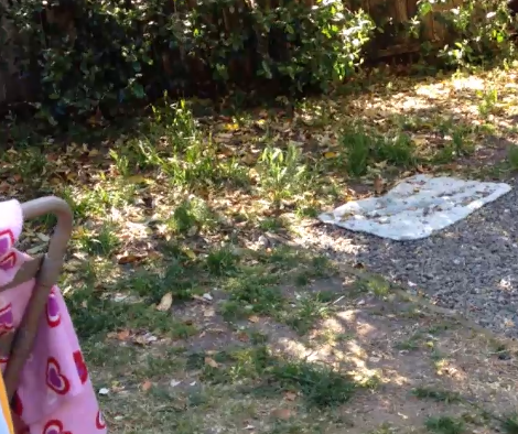 Adorable German Shepherd Gets Back In The Game After Injury
