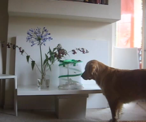 When You See What This Golden Retriever Pup Is Looking At...OMG!