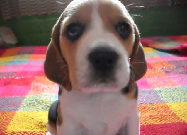 Want To See The Most Adorable Beagle Pup? Look At This Dream Boy!