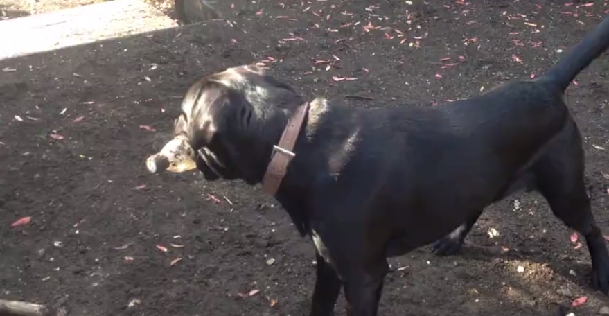 This Labrador Mix Has Only Three Words For Heaven - Plastic Bottle + Yard! Watch This!